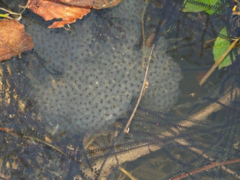 Dril van Bruine kikker (Rana temporaria) (foto: Olaf Op den Kamp).