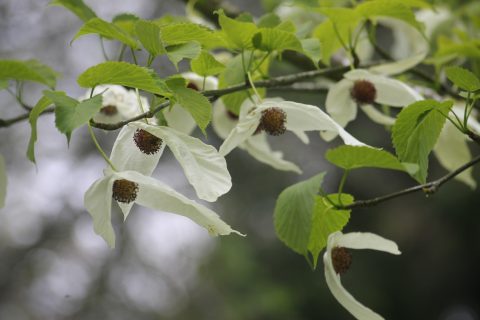 Zakdoekenboom (Davidia involucrata) (foto: Olaf Op den Kamp).