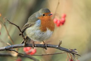 Roodborstje (foto Olaf Op den Kamp)