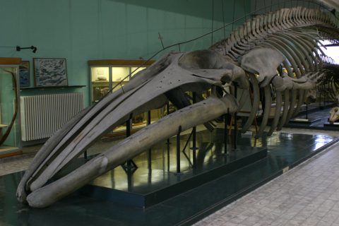 Walvisskelet in Zoölogisch Museum van Luik (foto: Olaf Op den Kamp).