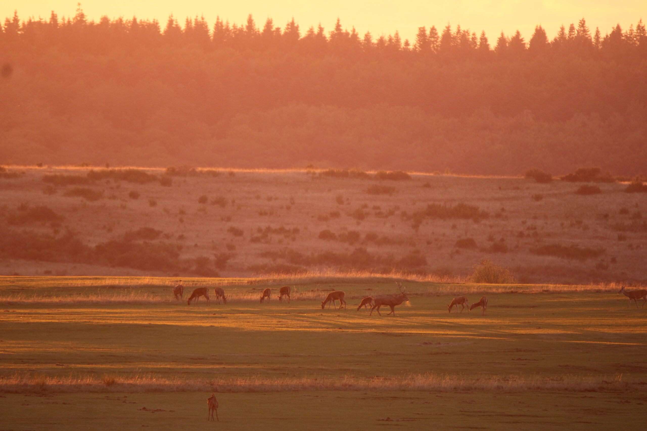 Edelherten op de Dreiborner Hochfläche (foto: Olaf Op den Kamp).