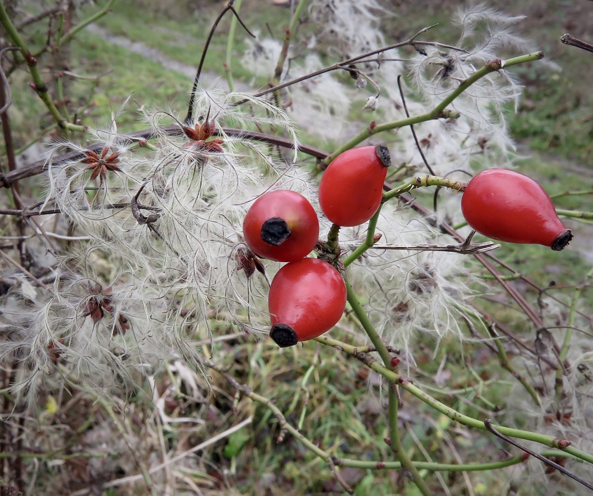 Rozenbottel en Bosrank (foto: Herman Langen).