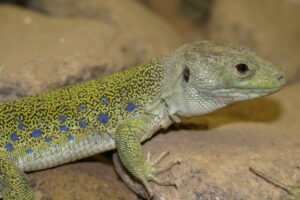 Parelhagedis (foto Mai Arets)