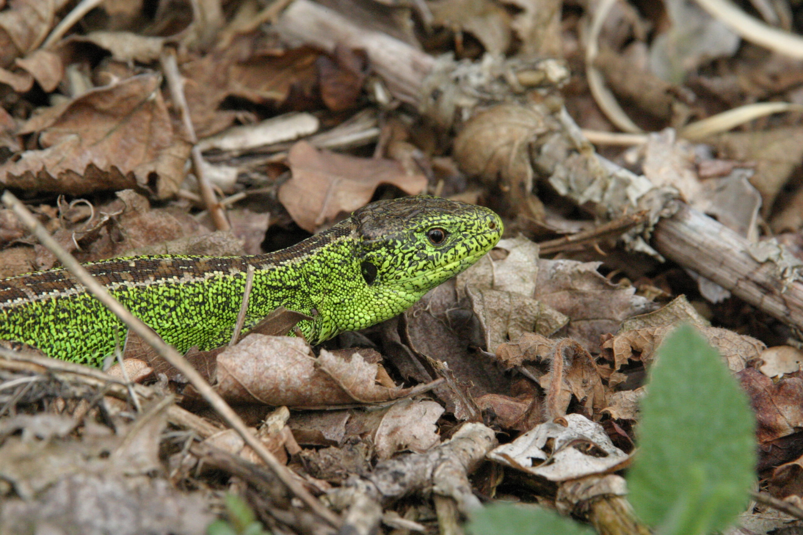Zandhagedis (foto: Mai Arets)
