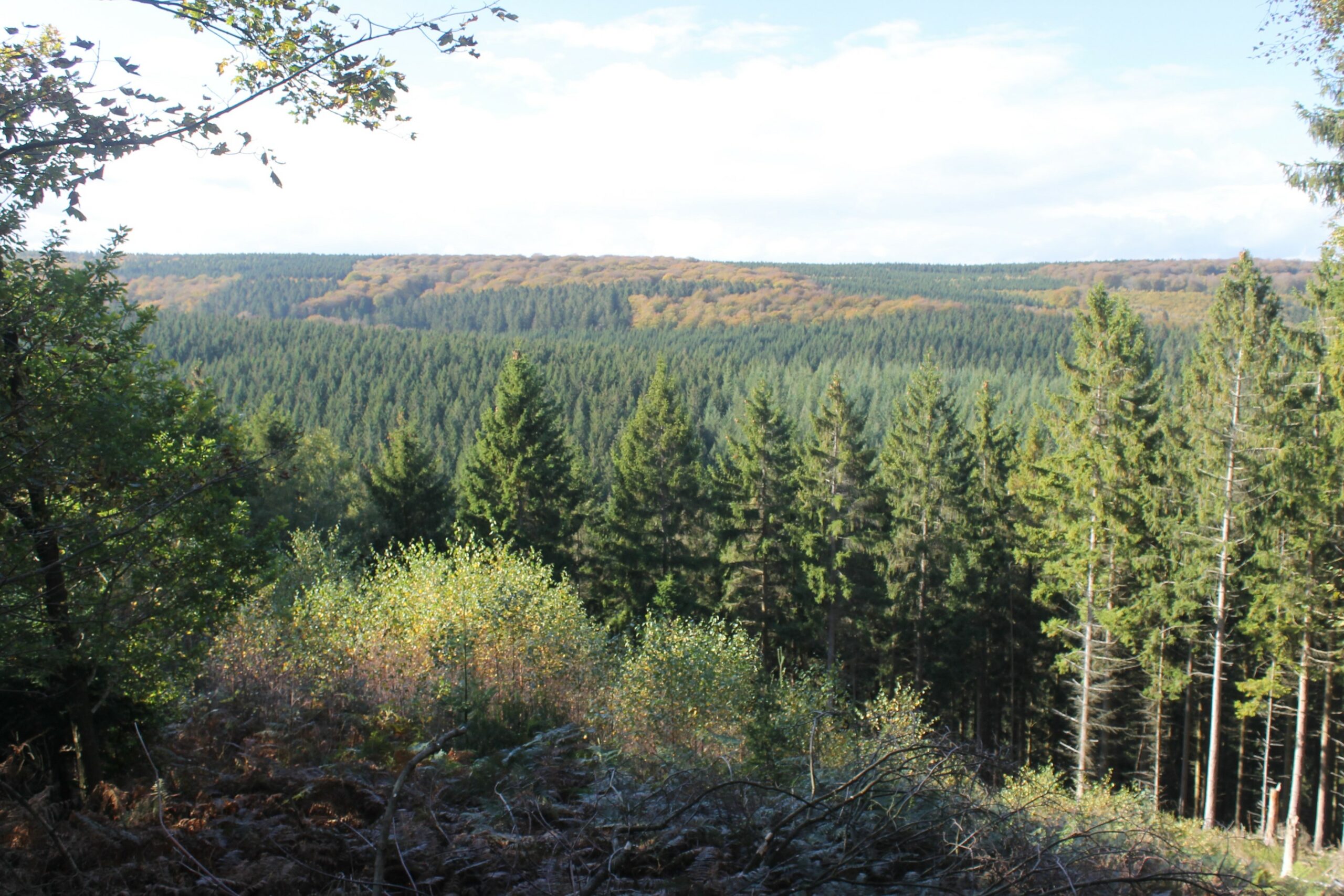 Het Hürtgenwald (foto: Olaf Op den Kamp).