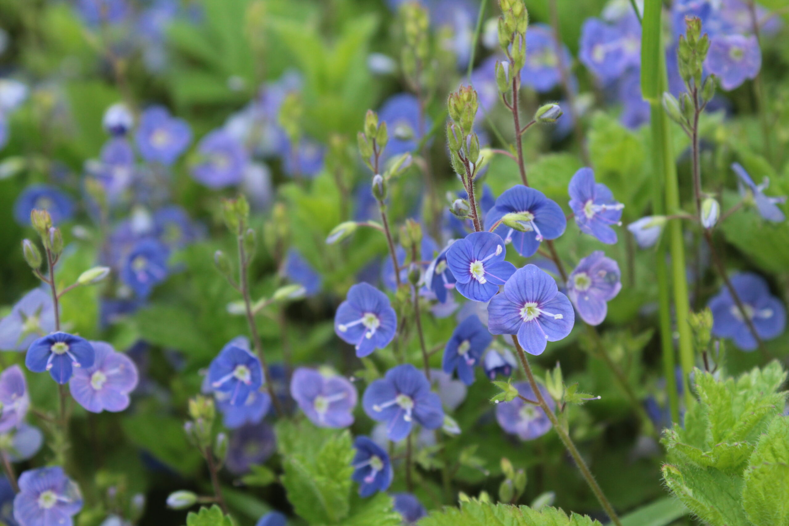 Gewone ereprijs (Veronica chamaedrys) (foto: Olaf Op den Kamp)