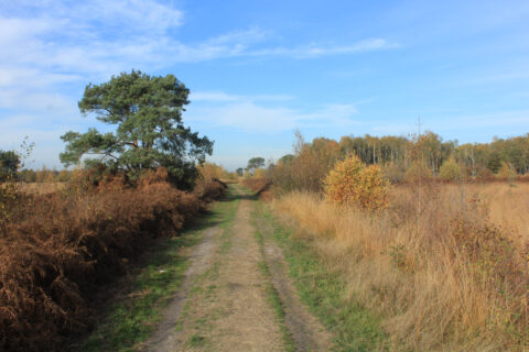 Groote Peel (foto Olaf Op den Kamp)