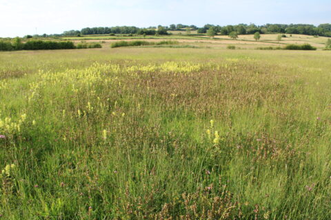 Cartils (foto Olaf Op den Kamp)