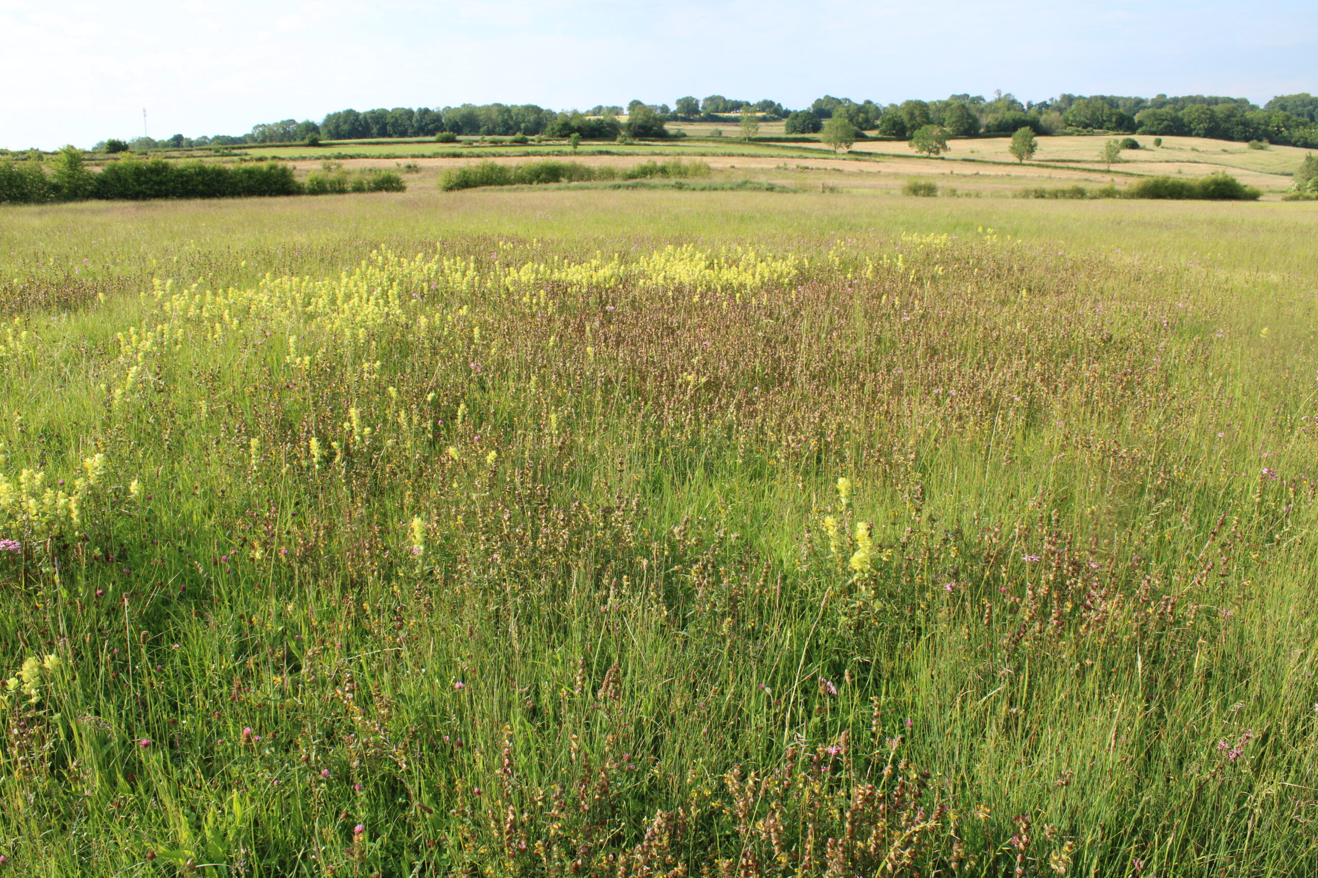Cartils (foto Olaf Op den Kamp)