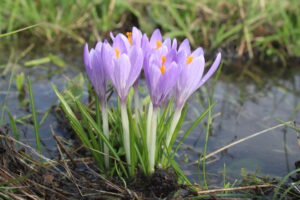 De Bonte krokus (Crocus vernus) is meegekomen met het graszaad uit de Alpen (foto: Olaf Op den Kamp).