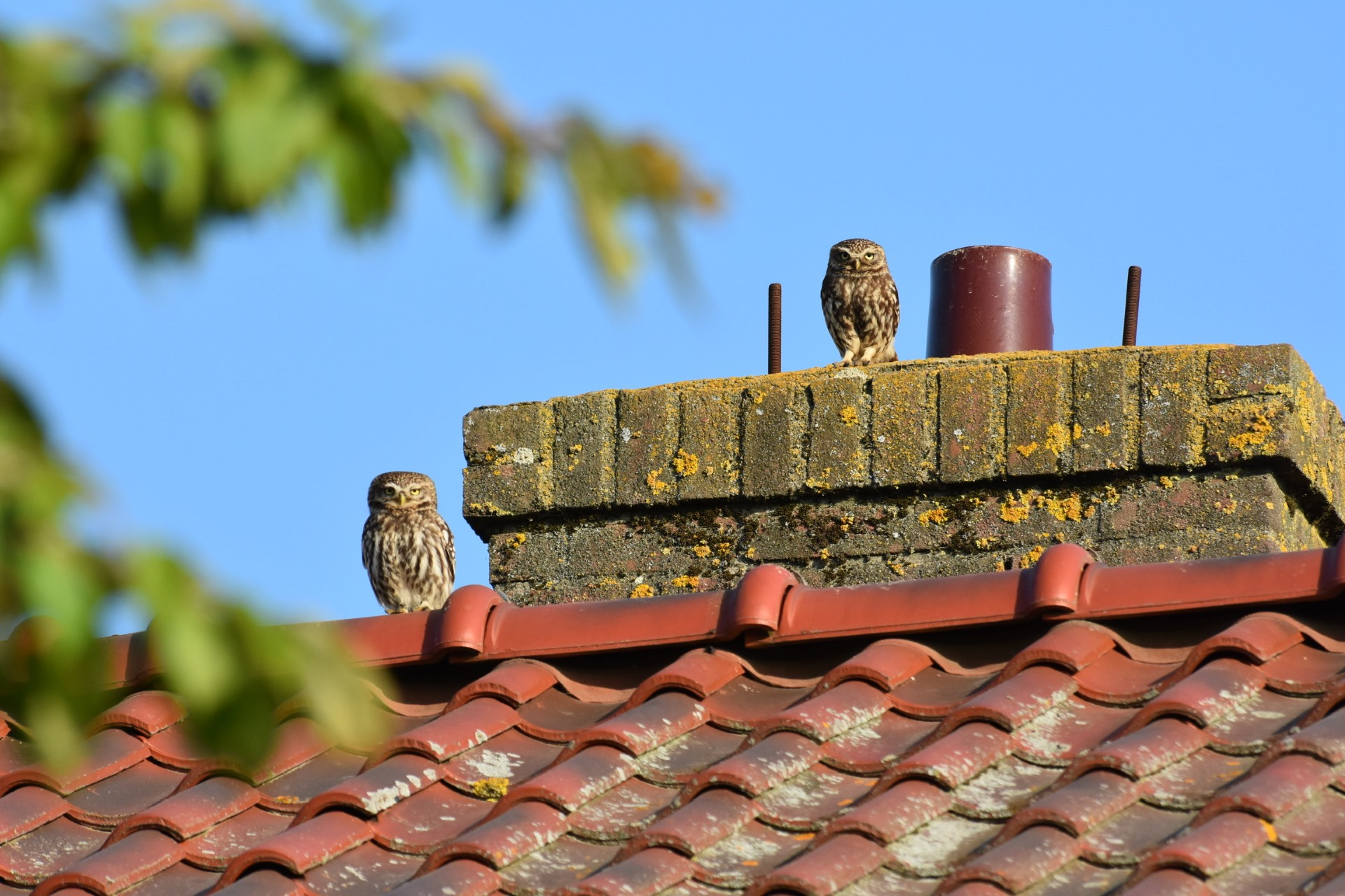 Steenuil foto Joël Engelen