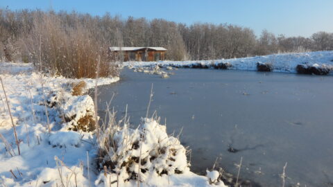 Besneeuwd landschap met vijver, riet, en houten huisje op achtergrond onder heldere blauwe hemel.