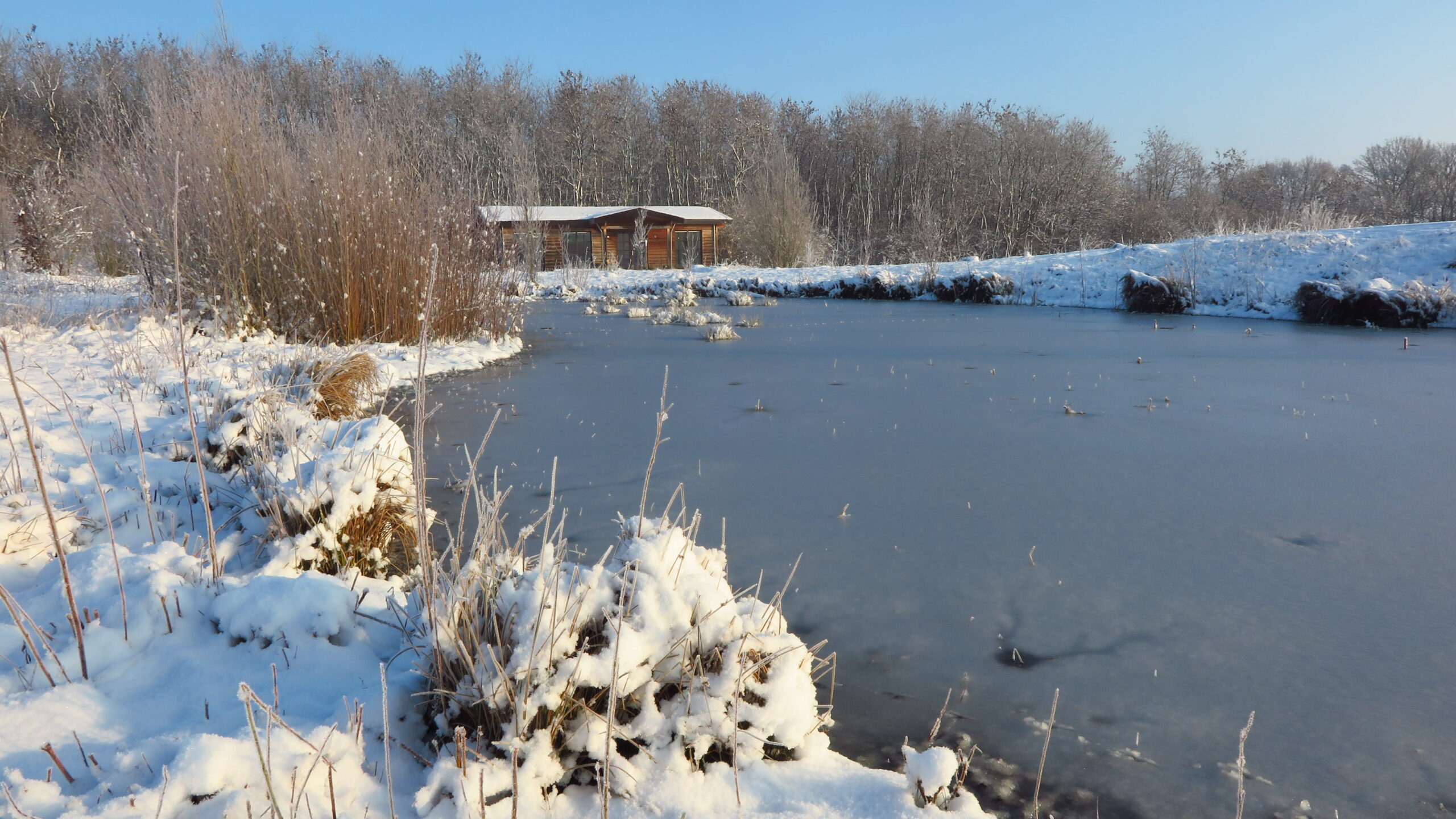 Besneeuwd landschap met vijver, riet, en houten huisje op achtergrond onder heldere blauwe hemel.
