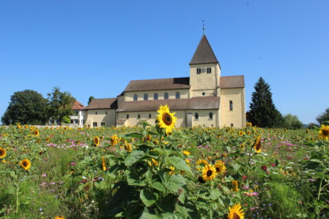 Kerk met zonnebloemveld op zonnige dag, blauwe lucht.