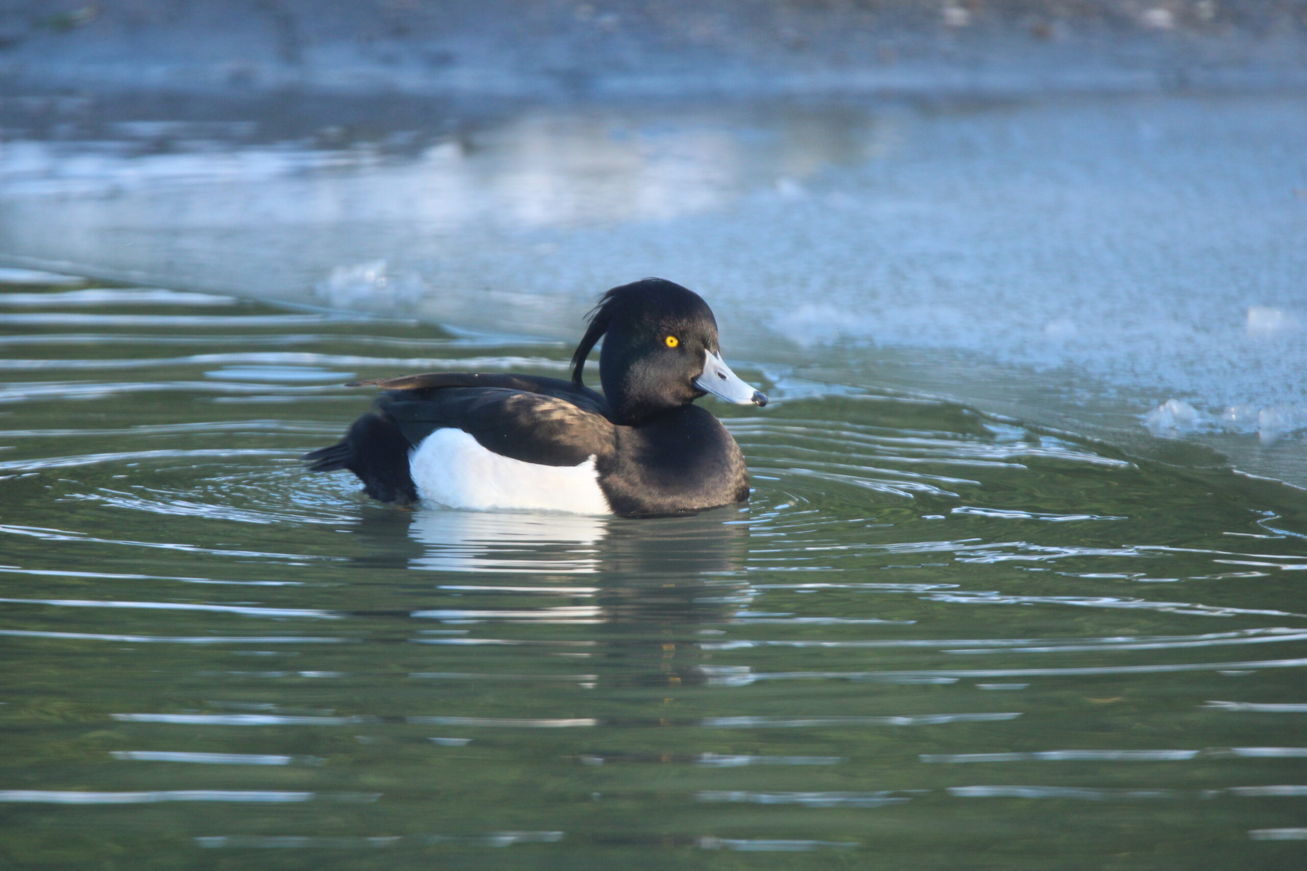 Een eend met zwart-witte veren zwemt in rustig water.
