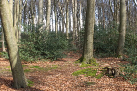 Bos met hoge bomen, groene struiken en mos op de grond, met zonlicht filterend door de takken.