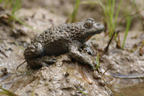 Knobbelige pad op modderige oever met gras in de achtergrond, kijkt naar rechts.