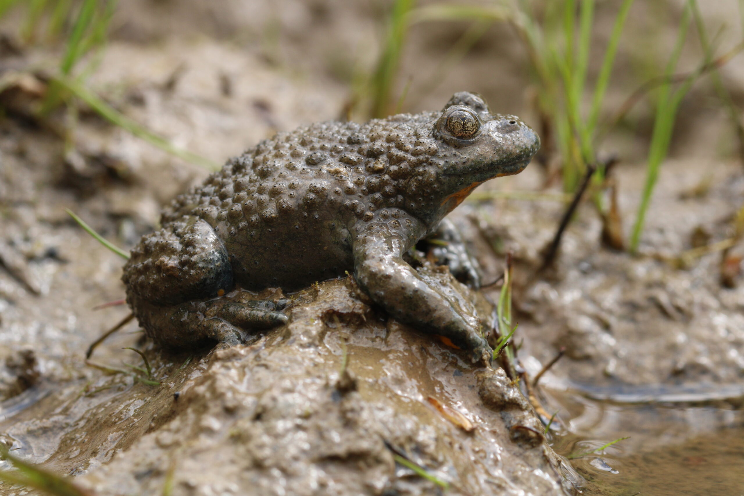 Knobbelige pad op modderige oever met gras in de achtergrond, kijkt naar rechts.