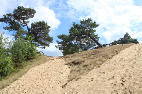 Een zandpad omhoog met dennenbomen en blauwe lucht.