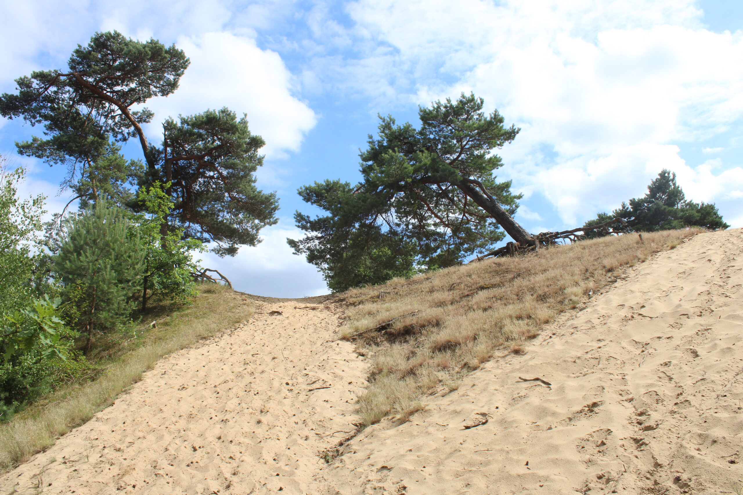 Een zandpad omhoog met dennenbomen en blauwe lucht.