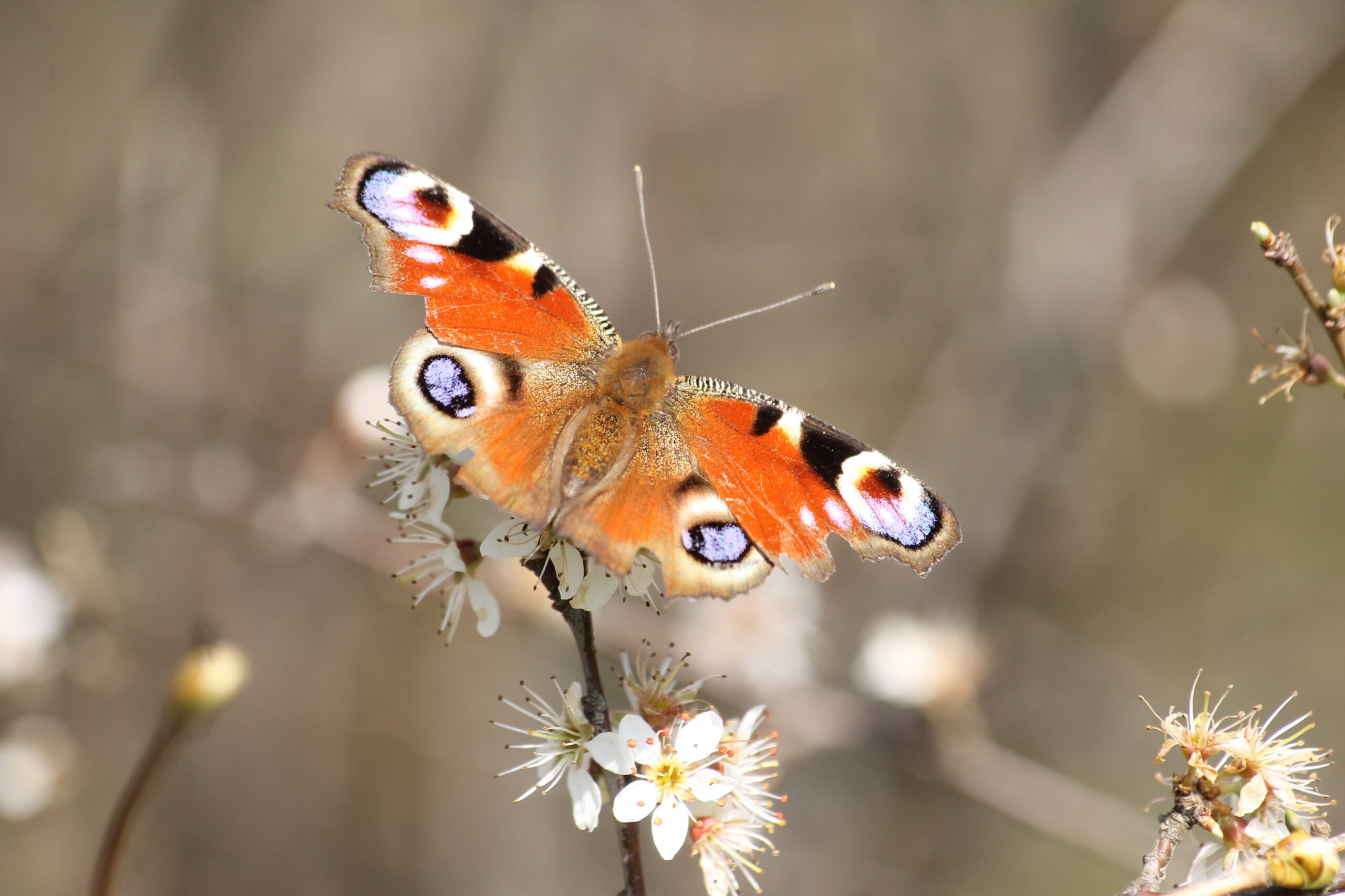 Pauwenoogvlinder op witte bloesem, vleugels wijd open.