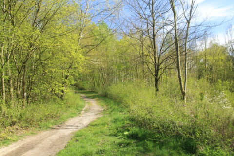 Bosrijke wandelpad in de lente met groen loof en blauwe lucht.