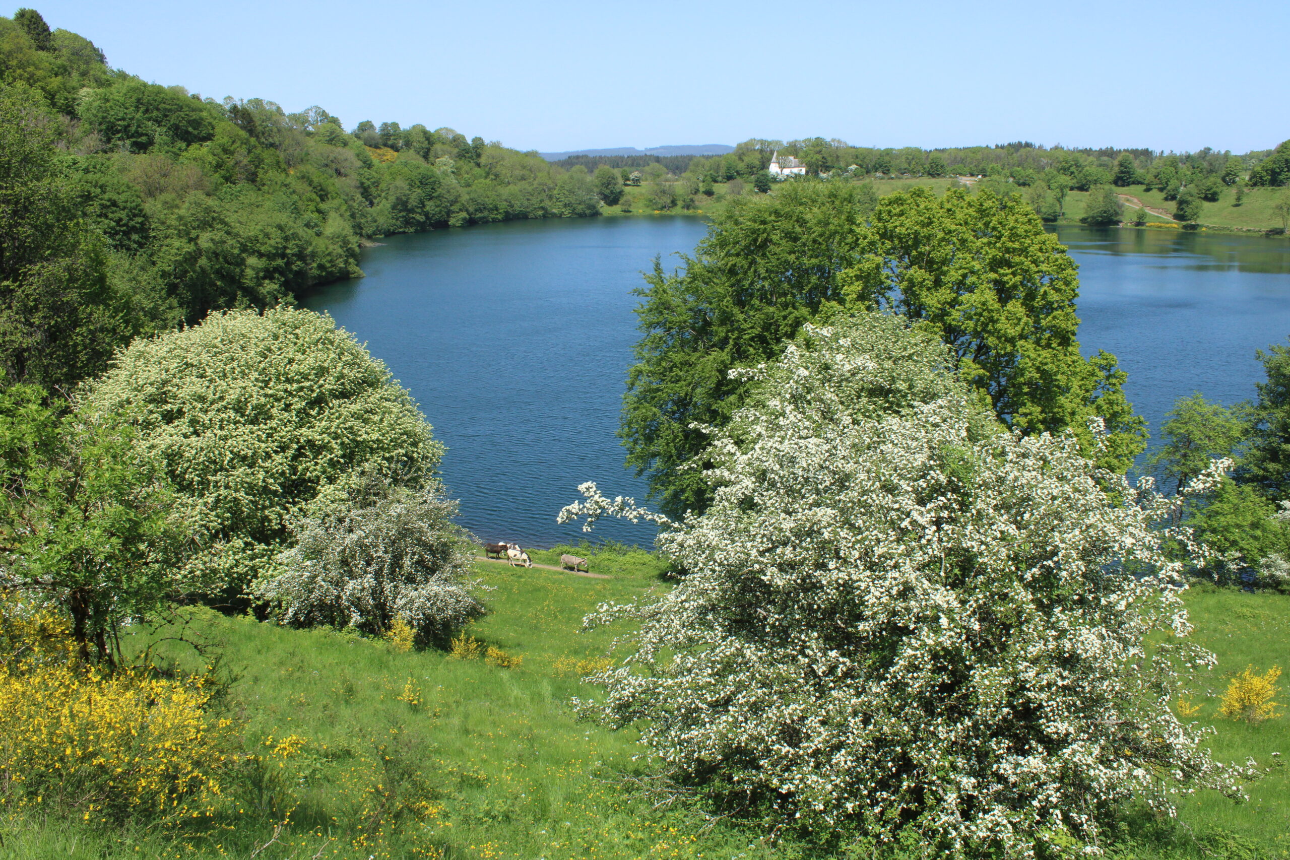 Groen landschap met bloeiende struiken, een blauw meer en omringende bossen, onder een heldere hemel.