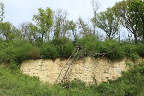 Steile zandige helling met een omgevallen boom en groene begroeiing erboven.