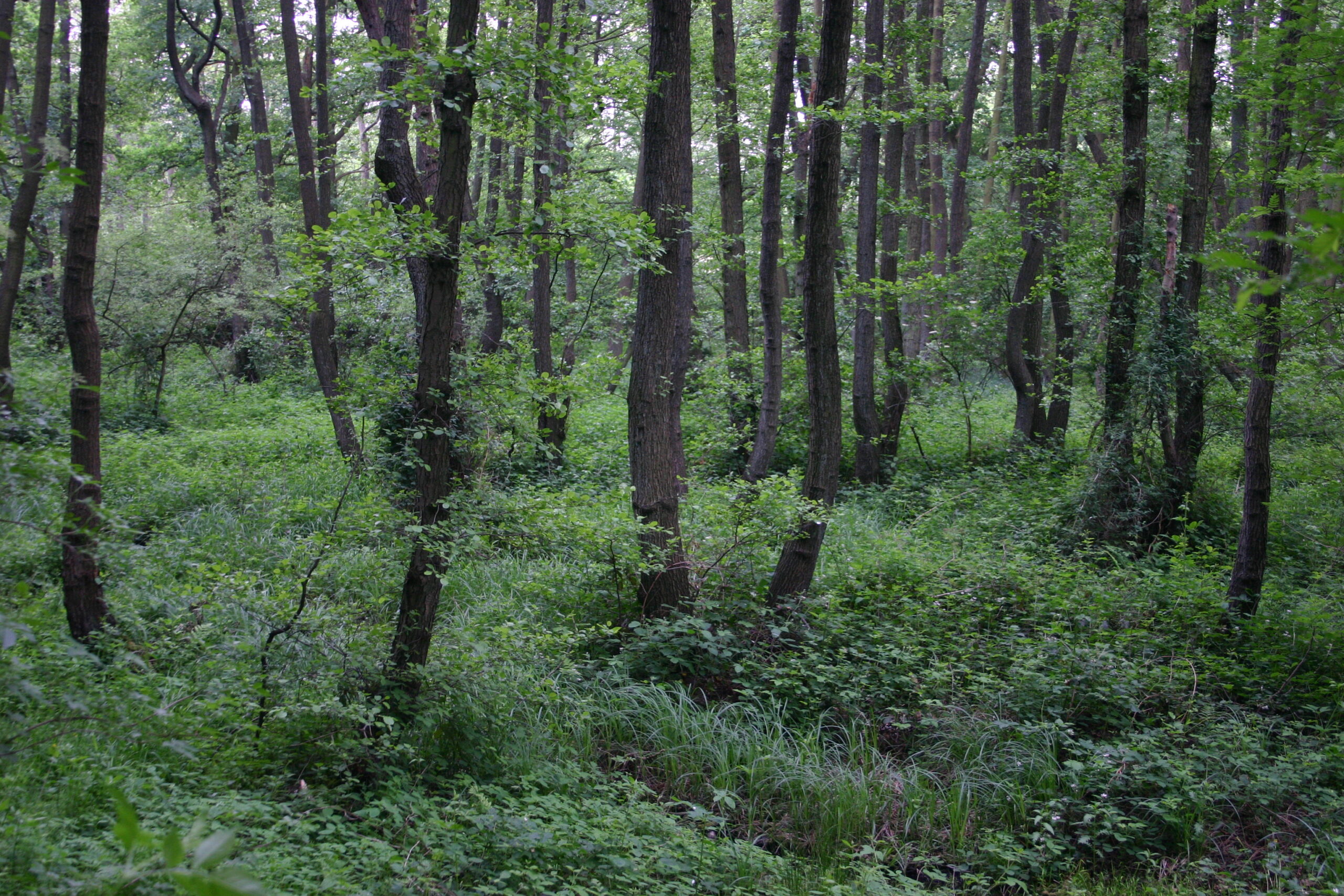 Bos met hoge bomen en dicht groen bladerdek, omgeven door weelderige ondergroei en gras.