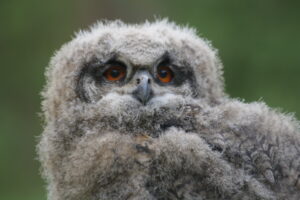 Jonge Oehoe (foto: Olaf Op den Kamp).