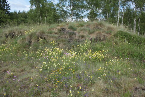 Bloeiende weide met gele en paarse bloemen tegen een achtergrond van groene bomen en gras.