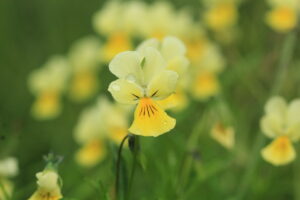 Zinkviooltje (foto: Olaf Op den Kamp). 