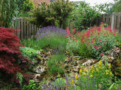 Tuin met kleurrijke bloemen, rood, paars en geel, omgeven door groen en houten schutting.