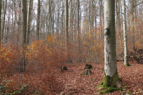 Herfstbos met kale bomen en kleurrijk gevallen bladeren op de grond.