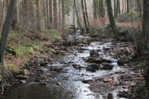 Het Zweifaller Wald (foto: Olaf Op den Kamp).