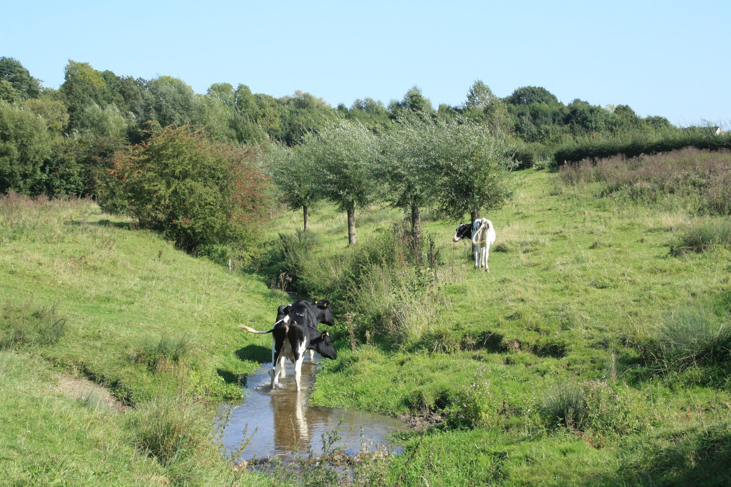 Koeien in een groene wei steken een beekje over bij bomen en struiken.