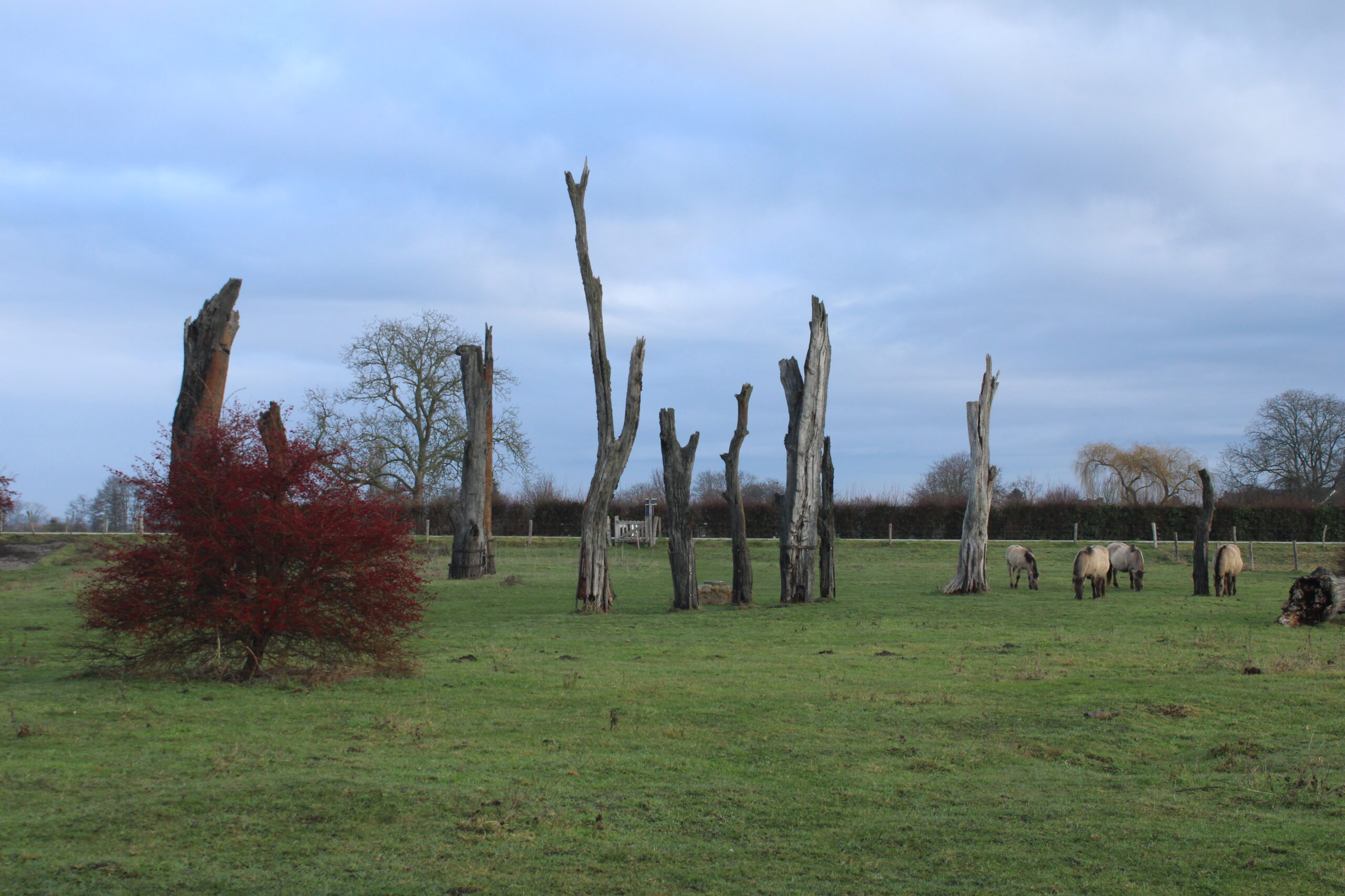 Kale boomstronken en grazende paarden in een groene weide met een rode struik.