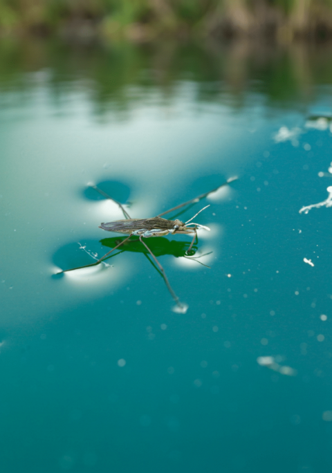 Waterjuffer loopt over wateroppervlak, golvend water en onscherpe achtergrond.