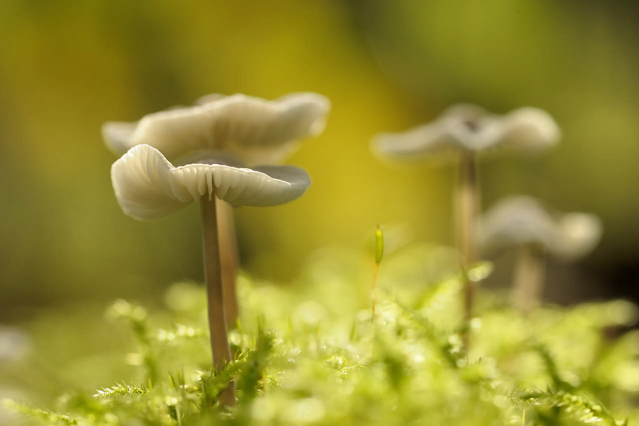 Cursus: paddenstoelen, schimmels en korstmossen.