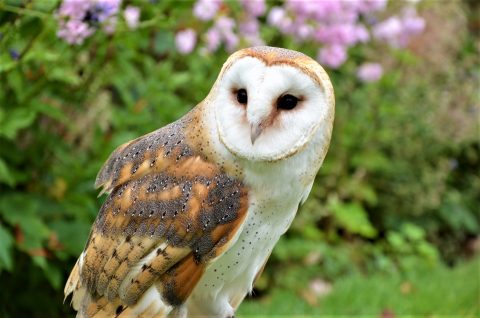 Vogelwerkgroep de Ortolaan helpt uilen