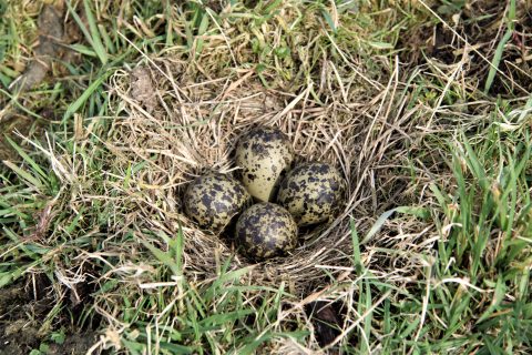 Boerenlandvogels hebben het moeilijk