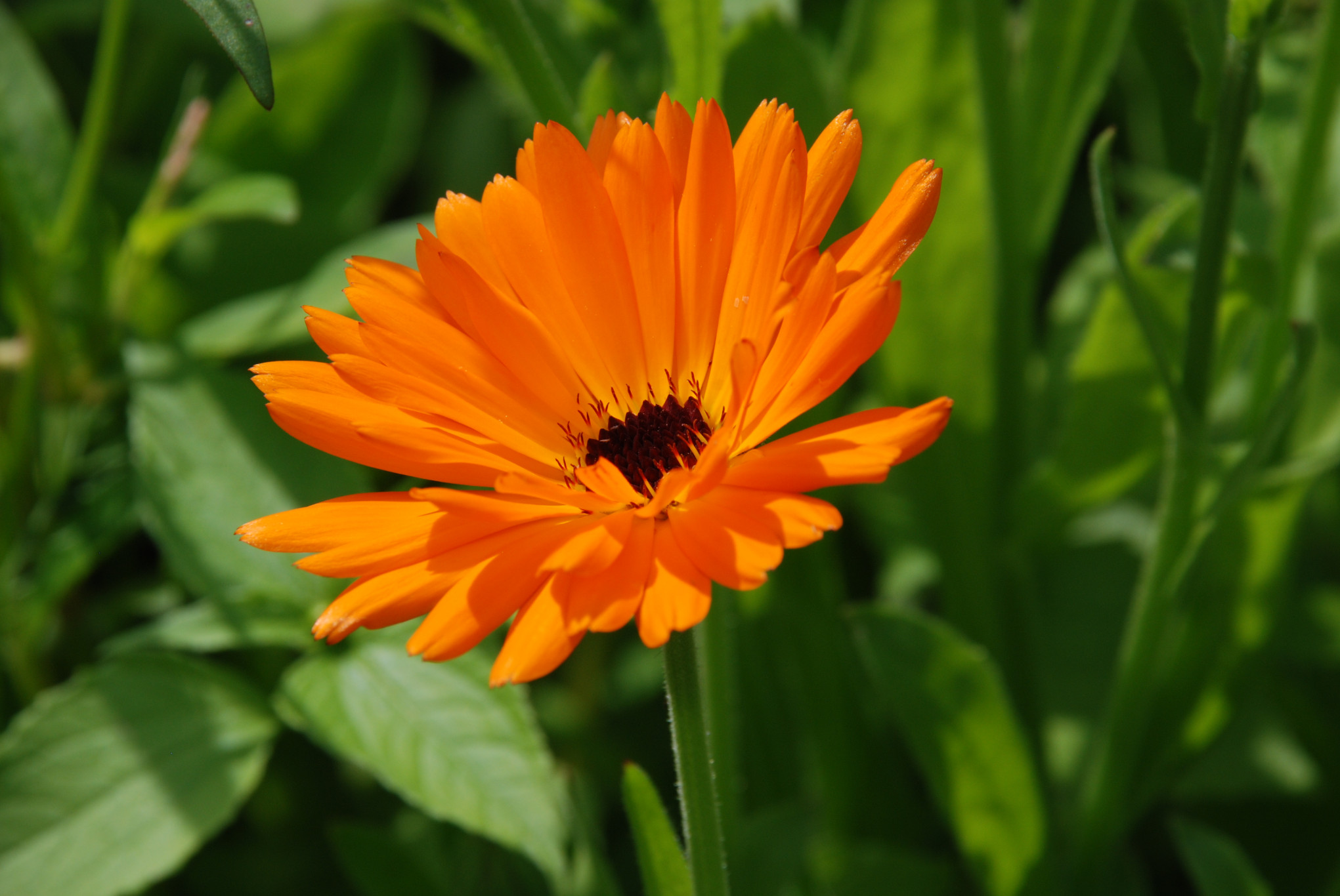 Publiekswandeling: Nieuwe natuur