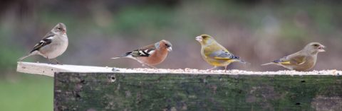 Vogelvriendelijk Tuinadvies