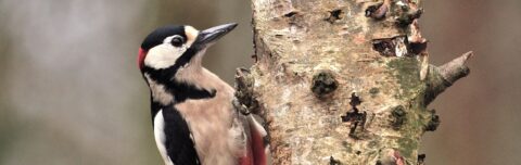 Specht zit op een boomstam met zichtbaar rode kop en zwart-witte vleugels.