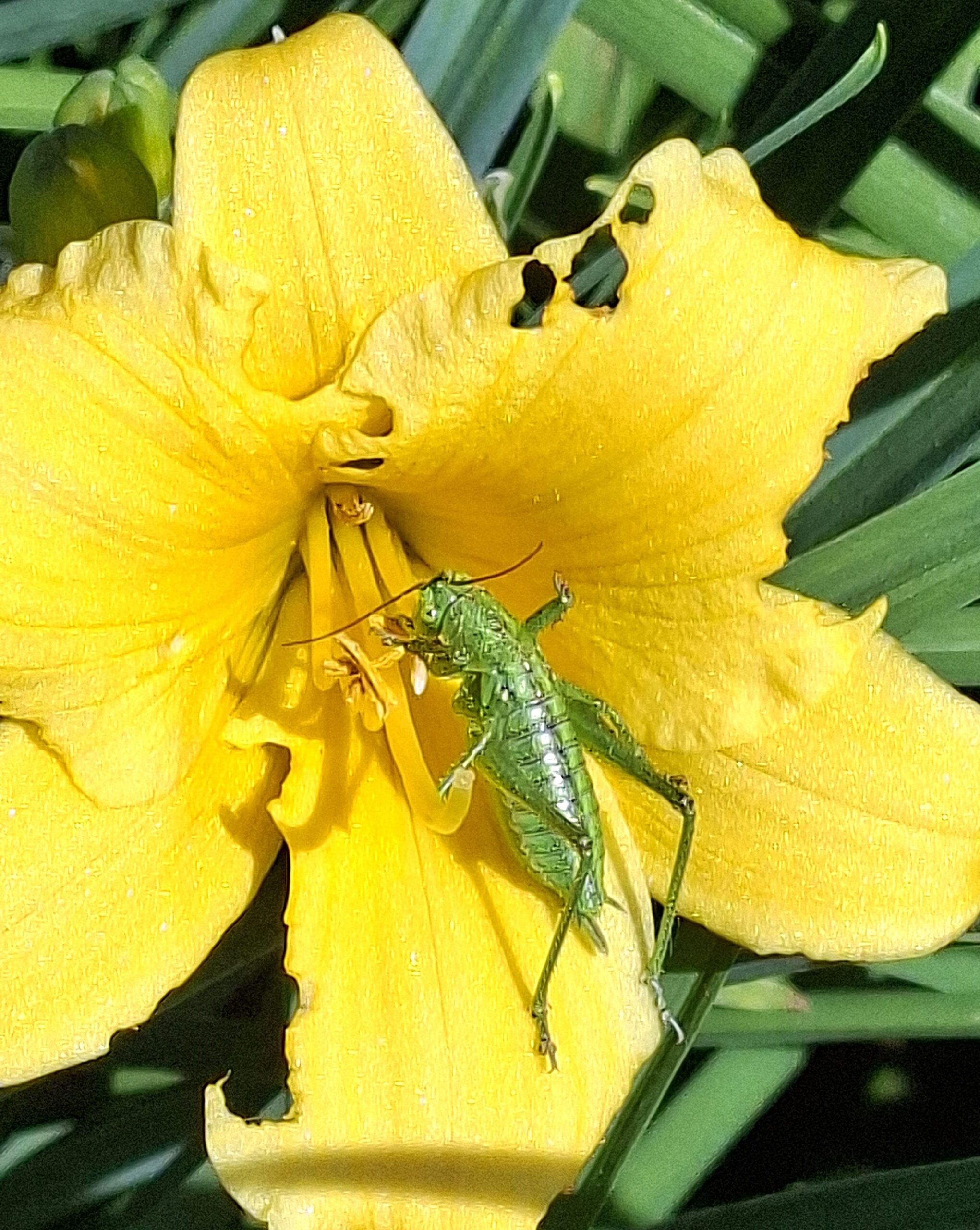 Een groene sprinkhaan zit op een felgele bloem in de zon.