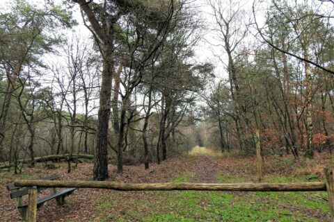 Bosrijk pad met kale bomen, houten hek en bankje, omgeven door herfstbladeren.