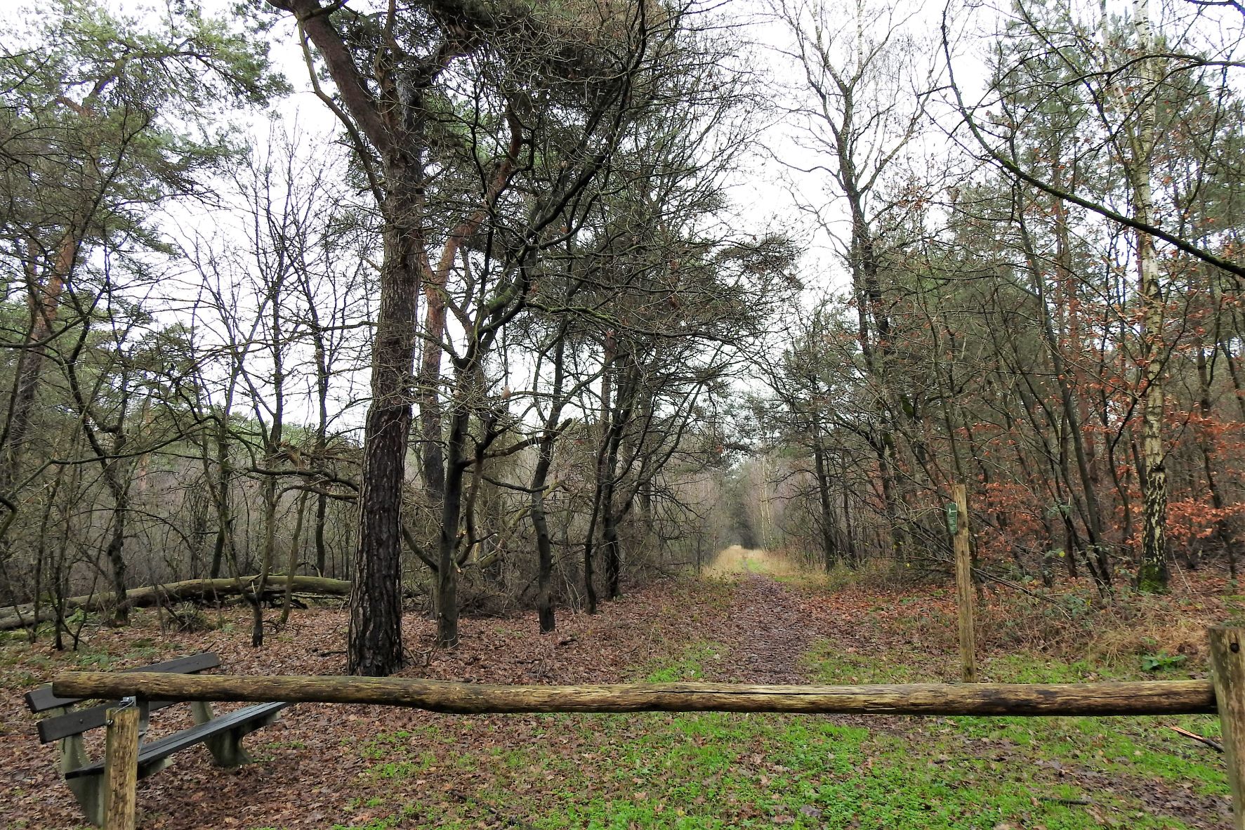 Bosrijk pad met kale bomen, houten hek en bankje, omgeven door herfstbladeren.