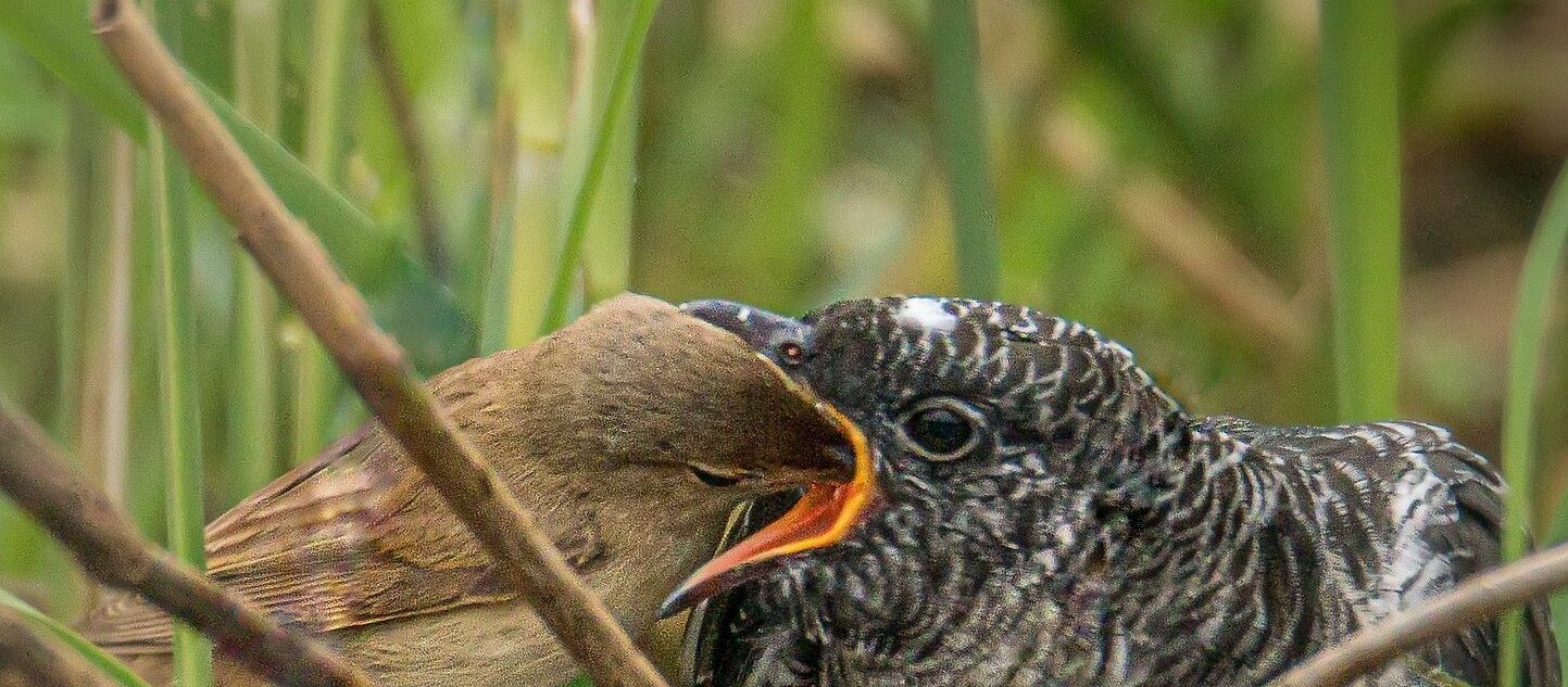Twee vogels in het riet, de kleine voedt de grotere met open snavel.