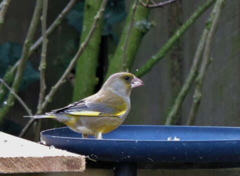 Groenling op voederbak in tuin, omringd door groene takken.