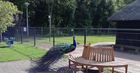 Een pauw zit op een houten bankje in een omheind park met gras en een speeltoestel.